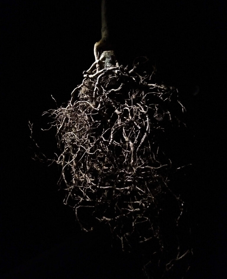 a root underground and dramatically lit