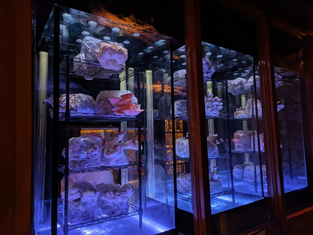 mushroom cultivation tanks with flourishing fungi on shelves. blue light in the background with traces of orange above.